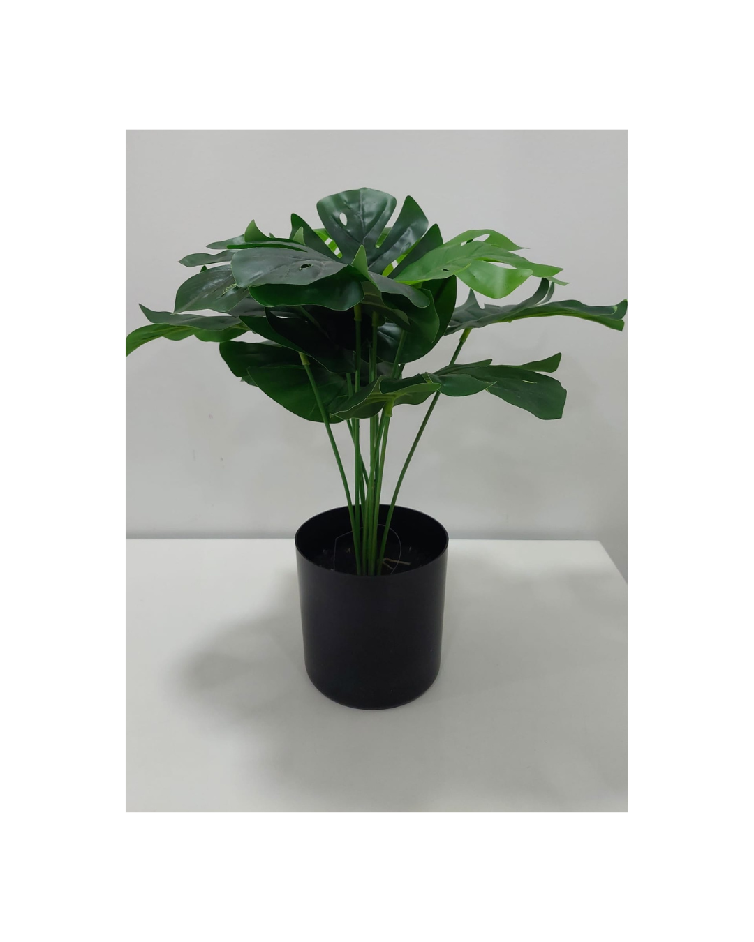 Vaso Monstera