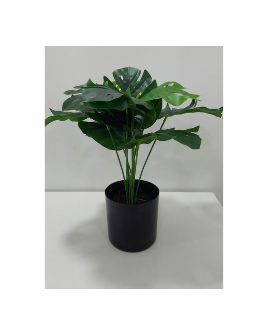 Vaso Monstera